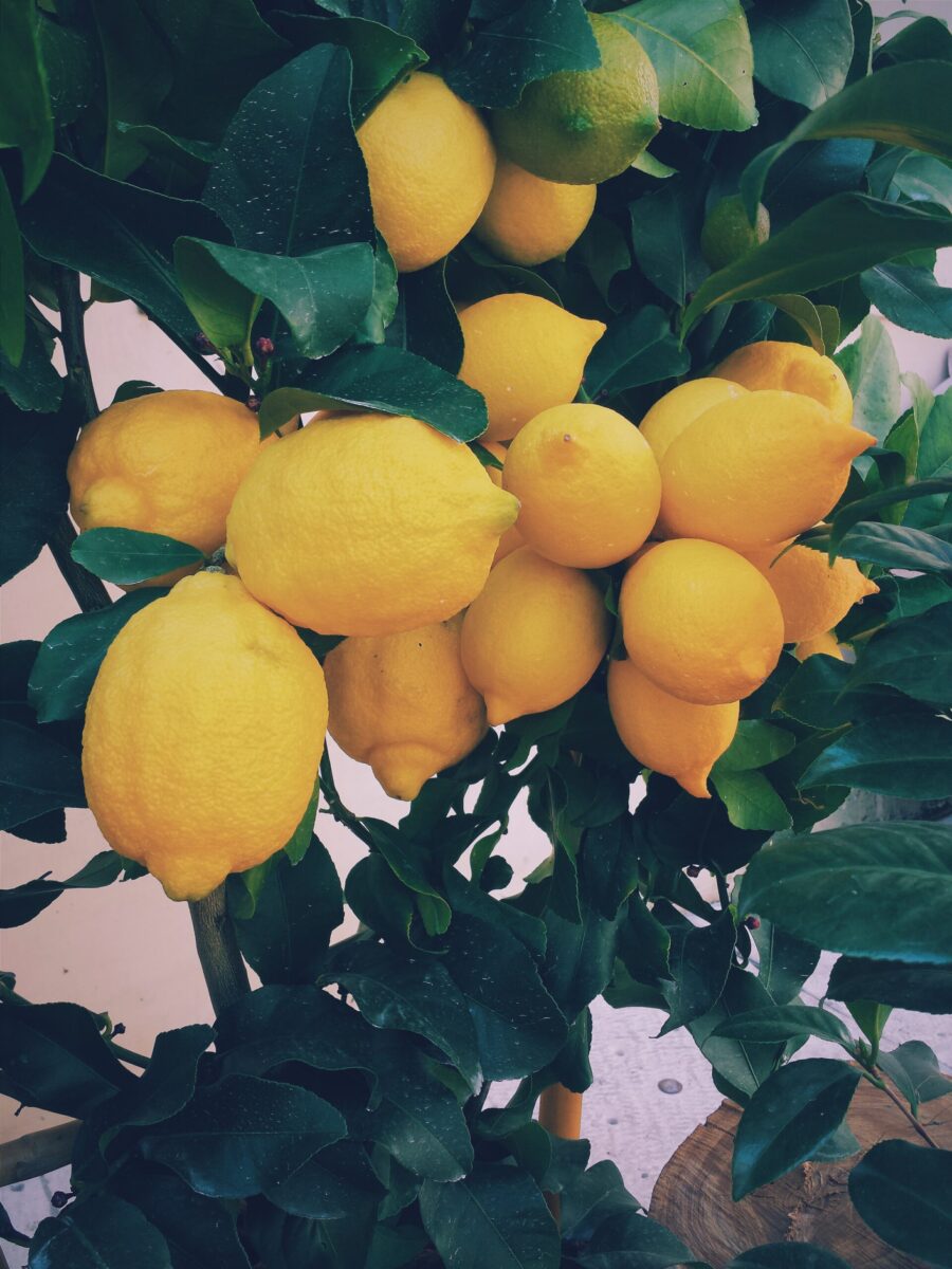 ernest-porzi-Z-Y6I45f9kQ-unsplash ernest-porzi-Z-Y6I45f9kQ-unsplash